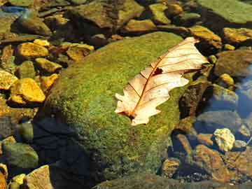 在线购买打胎药庆阳吃了一天打胎药流（吃打胎药一天了怎么没有流下来有啥好办法）